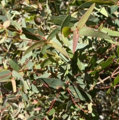 Eucalyptus radiata subsp. robertsonii (Robertson's Peppermint) at Namadgi National Park - 27 May 2023 by Tapirlord