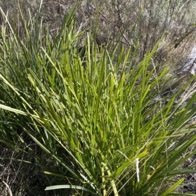 Lomandra longifolia (Spiny-headed Mat-rush, Honey Reed) at Namadgi National Park - 27 May 2023 by Tapirlord
