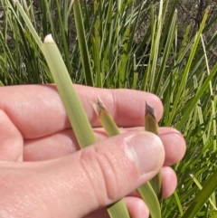 Lomandra longifolia at Rendezvous Creek, ACT - 27 May 2023