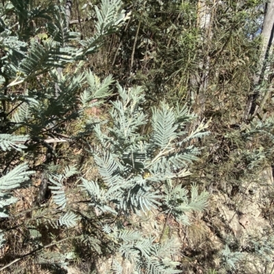 Acacia dealbata subsp. subalpina (Monaro Silver-wattle) at Rendezvous Creek, ACT - 27 May 2023 by Tapirlord