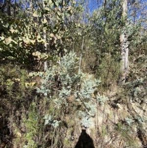 Acacia dealbata subsp. subalpina at Rendezvous Creek, ACT - 27 May 2023