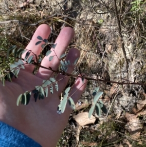 Indigofera australis subsp. australis at Rendezvous Creek, ACT - 27 May 2023