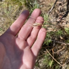 Themeda triandra (Kangaroo Grass) at Rendezvous Creek, ACT - 27 May 2023 by Tapirlord