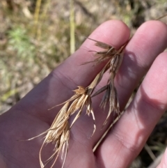 Themeda triandra at Rendezvous Creek, ACT - 27 May 2023