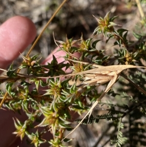 Pultenaea procumbens at Rendezvous Creek, ACT - 27 May 2023