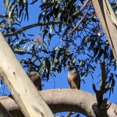 Acridotheres tristis (Common Myna) at Watson, ACT - 9 May 2023 by AniseStar