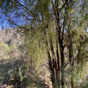 Exocarpos cupressiformis at Rendezvous Creek, ACT - 27 May 2023