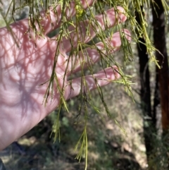 Exocarpos cupressiformis at Rendezvous Creek, ACT - 27 May 2023 10:56 AM