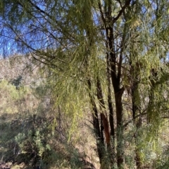 Exocarpos cupressiformis at Rendezvous Creek, ACT - 27 May 2023