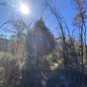 Exocarpos cupressiformis at Rendezvous Creek, ACT - 27 May 2023