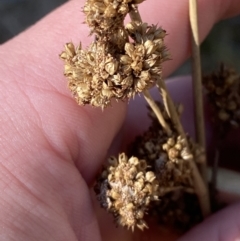 Juncus australis (Australian Rush) at Rendezvous Creek, ACT - 27 May 2023 by Tapirlord