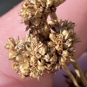 Juncus australis at Rendezvous Creek, ACT - 27 May 2023