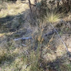 Juncus australis at Rendezvous Creek, ACT - 27 May 2023