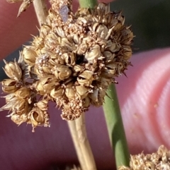 Juncus australis at Rendezvous Creek, ACT - 27 May 2023