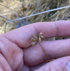 Juncus homalocaulis (A Rush) at Rendezvous Creek, ACT - 27 May 2023 by Tapirlord