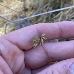 Juncus homalocaulis (A Rush) at Rendezvous Creek, ACT - 27 May 2023 by Tapirlord