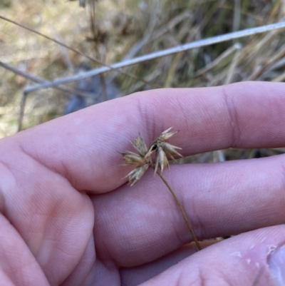 Juncus homalocaulis (A Rush) at Namadgi National Park - 27 May 2023 by Tapirlord