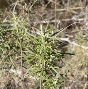 Cassinia longifolia at Rendezvous Creek, ACT - 27 May 2023 10:54 AM