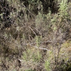 Cassinia longifolia at Rendezvous Creek, ACT - 27 May 2023