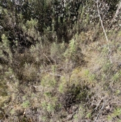 Cassinia longifolia at Rendezvous Creek, ACT - 27 May 2023 10:54 AM