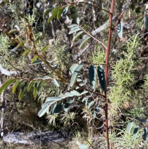 Indigofera australis subsp. australis at Rendezvous Creek, ACT - 27 May 2023