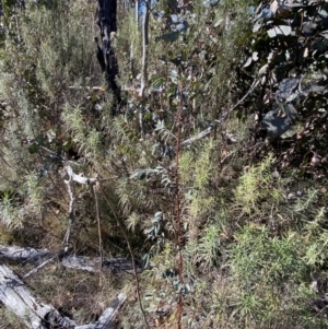 Indigofera australis subsp. australis at Rendezvous Creek, ACT - 27 May 2023