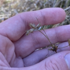 Indigofera australis subsp. australis at Rendezvous Creek, ACT - 27 May 2023