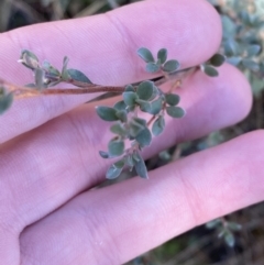 Leptospermum myrtifolium (Myrtle Teatree) at Rendezvous Creek, ACT - 27 May 2023 by Tapirlord