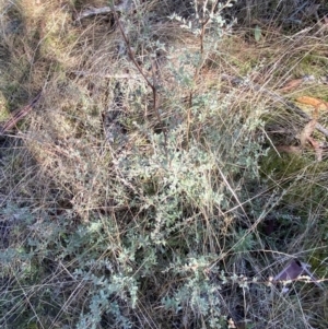 Leptospermum myrtifolium at Rendezvous Creek, ACT - 27 May 2023 10:52 AM