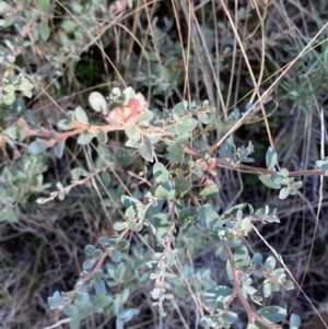 Leptospermum myrtifolium at Rendezvous Creek, ACT - 27 May 2023 10:52 AM