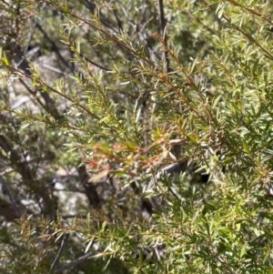 Kunzea ericoides at Rendezvous Creek, ACT - 27 May 2023 10:52 AM