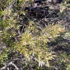 Kunzea ericoides at Rendezvous Creek, ACT - 27 May 2023 10:52 AM