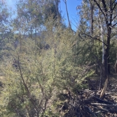 Kunzea ericoides at Rendezvous Creek, ACT - 27 May 2023 10:52 AM