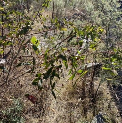 Eucalyptus viminalis (Ribbon Gum) at Namadgi National Park - 27 May 2023 by Tapirlord
