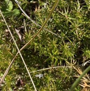 Acrotriche serrulata at Rendezvous Creek, ACT - 27 May 2023 10:49 AM