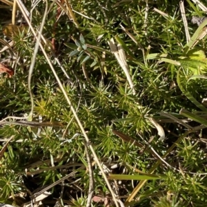 Acrotriche serrulata at Rendezvous Creek, ACT - 27 May 2023