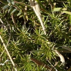 Acrotriche serrulata at Rendezvous Creek, ACT - 27 May 2023 10:49 AM