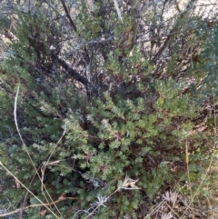 Brachyloma daphnoides at Rendezvous Creek, ACT - 27 May 2023