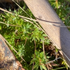 Leucopogon fraseri (Sharp Beard-heath) at Rendezvous Creek, ACT - 27 May 2023 by Tapirlord