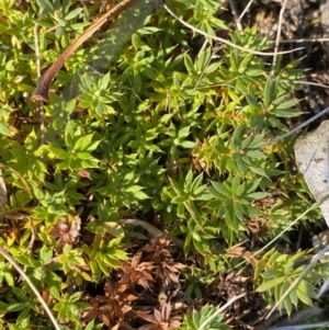 Styphelia humifusum at Rendezvous Creek, ACT - 27 May 2023