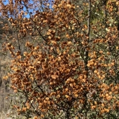 Bursaria spinosa subsp. lasiophylla (Australian Blackthorn) at Namadgi National Park - 27 May 2023 by Tapirlord