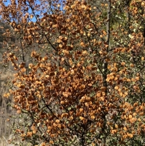 Bursaria spinosa subsp. lasiophylla at Rendezvous Creek, ACT - 27 May 2023