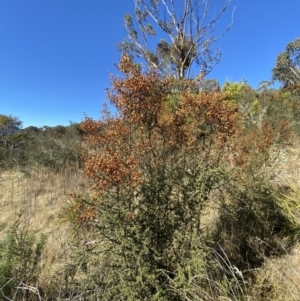 Bursaria spinosa subsp. lasiophylla at Rendezvous Creek, ACT - 27 May 2023