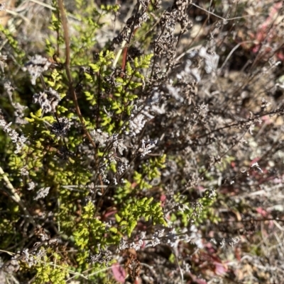 Cheilanthes sieberi subsp. sieberi (Narrow Rock Fern) at Namadgi National Park - 27 May 2023 by Tapirlord