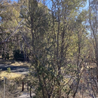 Banksia marginata (Silver Banksia) at Namadgi National Park - 27 May 2023 by Tapirlord