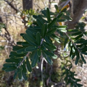 Banksia marginata at Rendezvous Creek, ACT - 27 May 2023