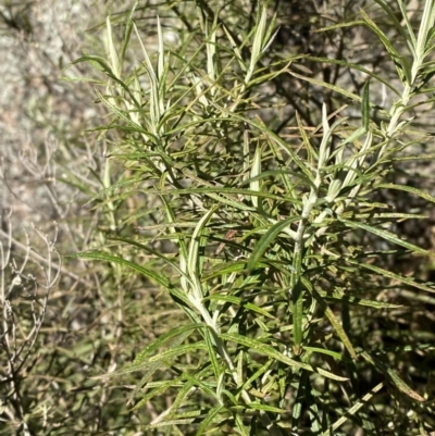 Cassinia longifolia (Shiny Cassinia, Cauliflower Bush) at Namadgi National Park - 27 May 2023 by Tapirlord