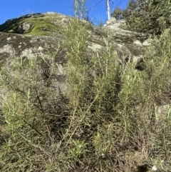 Cassinia longifolia at Rendezvous Creek, ACT - 27 May 2023 10:46 AM