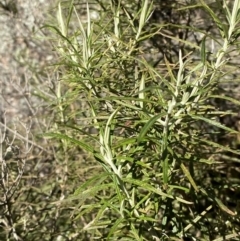 Cassinia longifolia at Rendezvous Creek, ACT - 27 May 2023