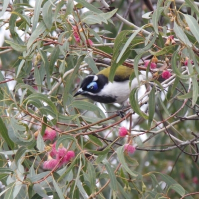 Entomyzon cyanotis (Blue-faced Honeyeater) at Dubbo, NSW - 23 Apr 2012 by JimL